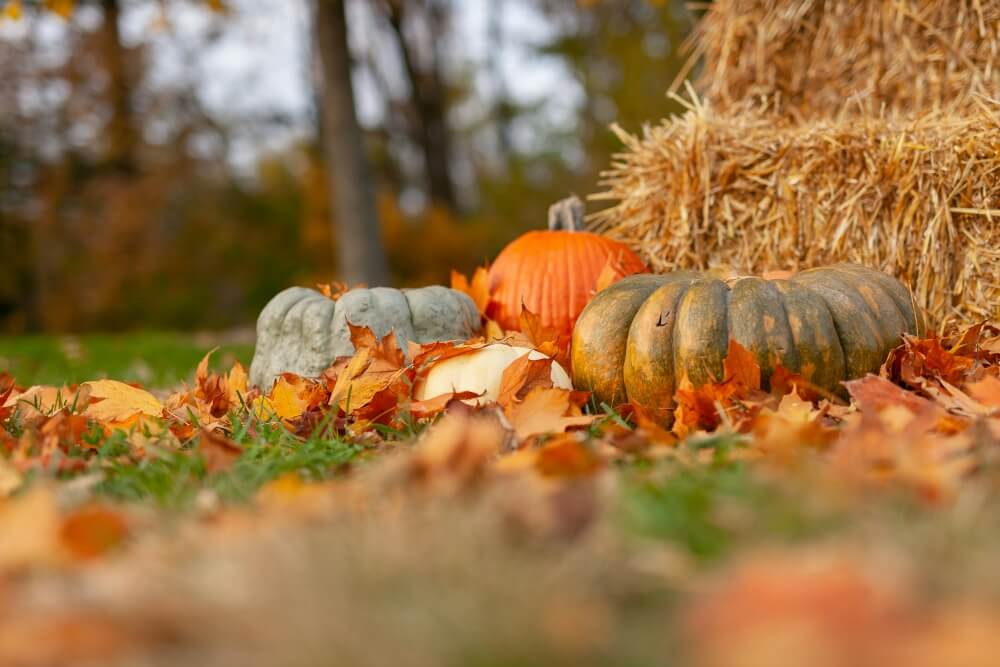 Thanksgiving